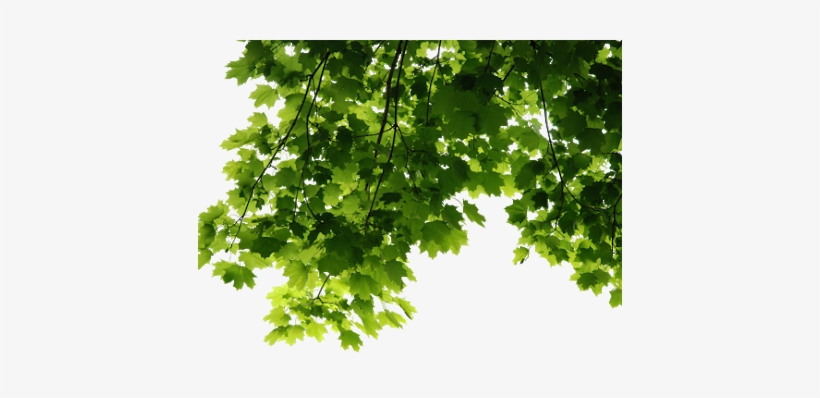 Photo Photo Photo Photo - Bergamot Essential Oil 1 Fl Oz - 100 Pure & Natural, transparent png #4030667