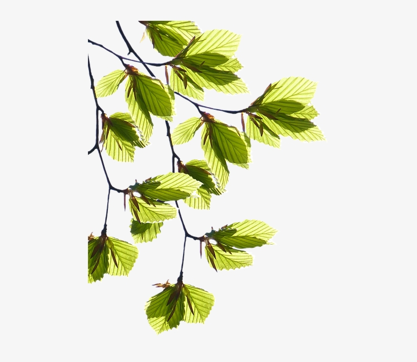 Lá Cây Png, transparent png #4030965