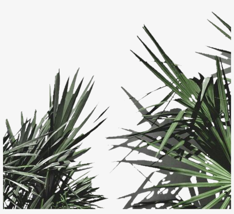 Aesthetic Plant Leaves Png Freetoedit - Plant Aesthetic White, transparent png #4030994