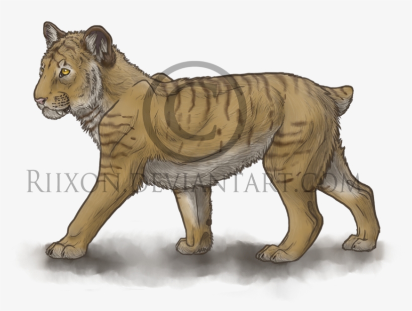 Smilodon Cub By Riixon On Deviantart - Saber Tooth Tiger Cub, transparent png #4031442