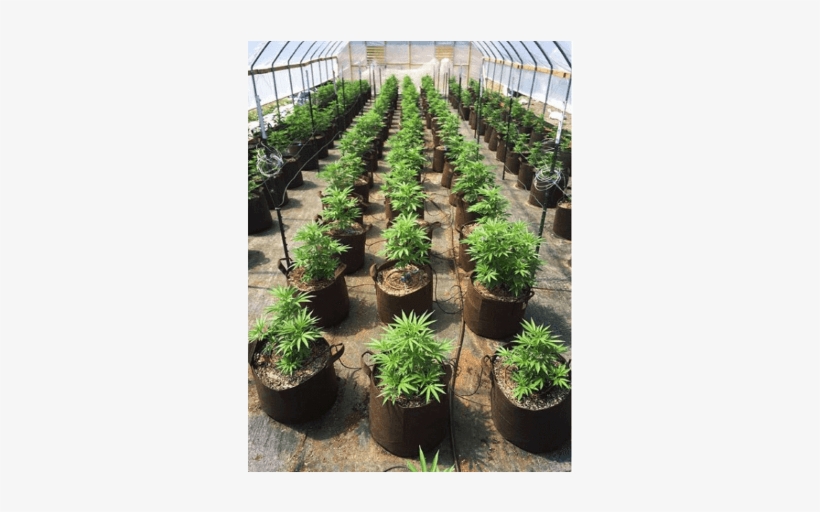 Check Out How Our Customers Are Using Root Pouch - Greenhouse, transparent png #4031866