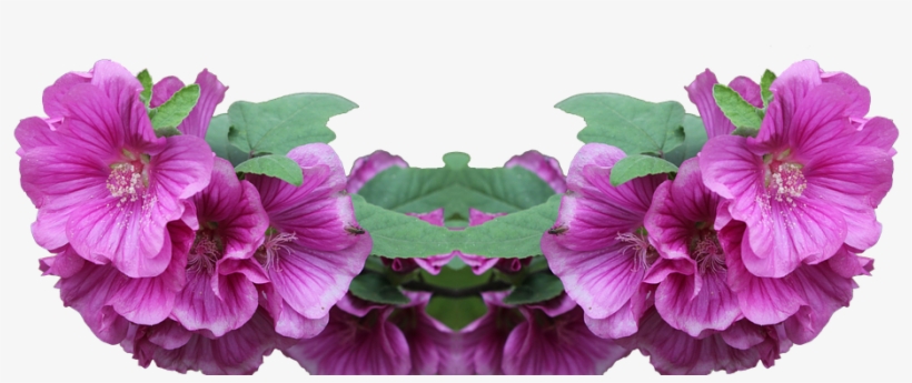 Lavatera, Shrub, Png, Plant, Flower, Pink, Foreground - Love, transparent png #4031890
