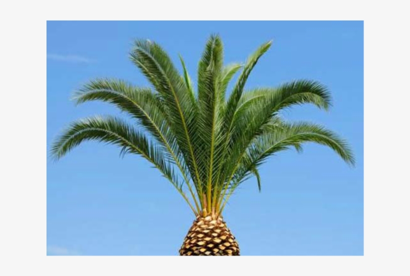 Palm Tree Trimming, transparent png #4031941