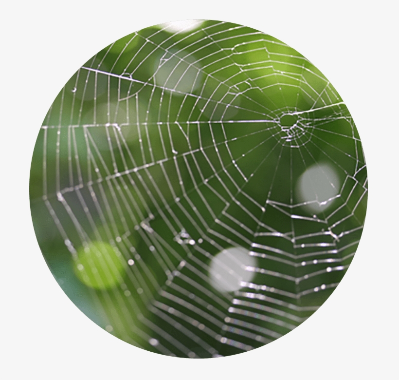Telaraña - Search Engine Optimization, transparent png #4032045