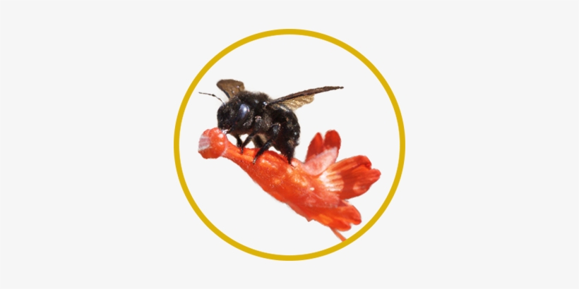 Valley Carpenter Bee, Xylocopa Varipuncta - Fish, transparent png #4032101