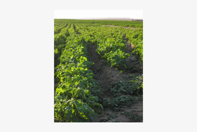 Contact - Square Metre, transparent png #4032104