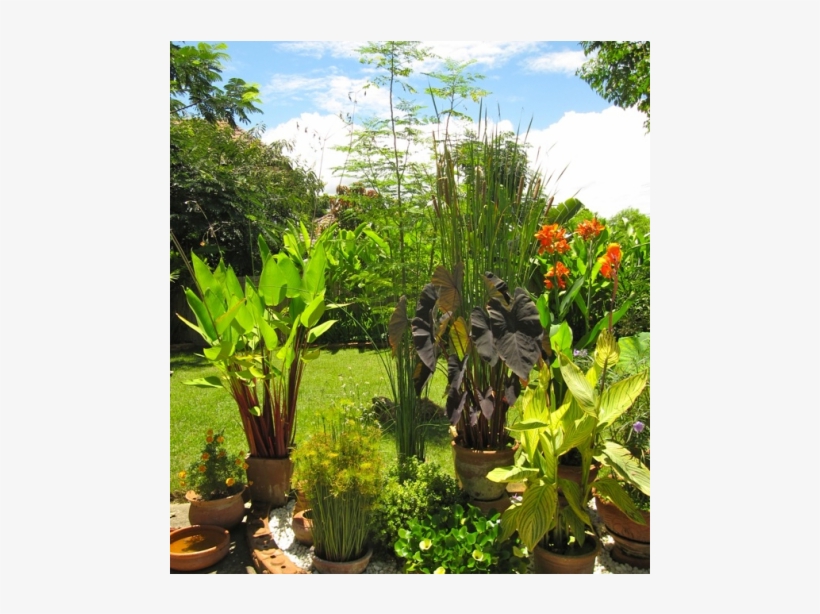 Exotic Chiang Mai, Thailand - Desert Palm, transparent png #4032185