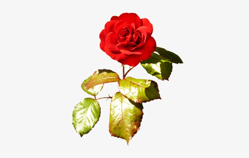 Red Red Valentine Rose, Red Rose With Green Leaves - Clip Art, transparent png #4033090