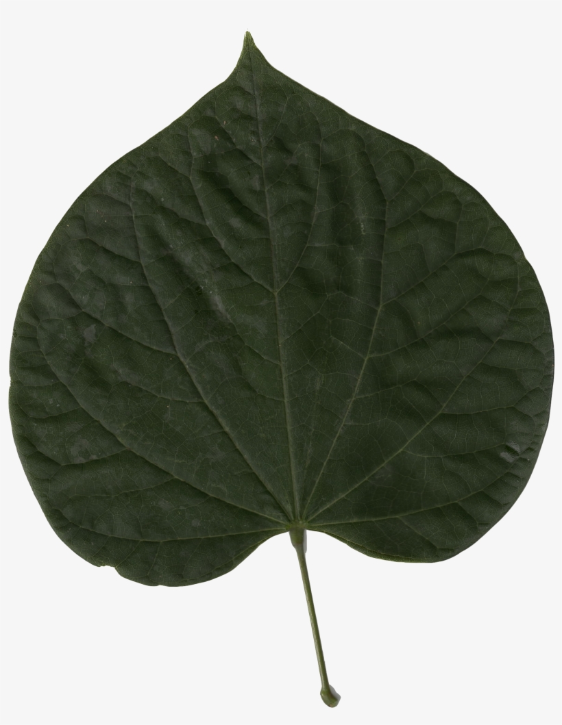 Cercis Canadensis Leaf - Cercis Chinensis Hoja, transparent png #4033511