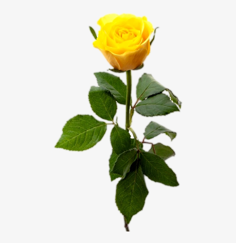 Yellow Rose With Leaf, Yellow Rose Flower Png - Single Yellow Roses, transparent png #4033770