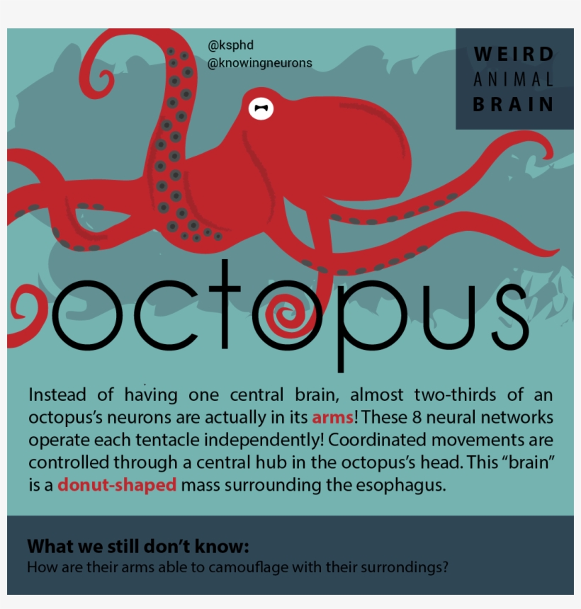 Octopus Kn 01 - Blog, transparent png #4034135