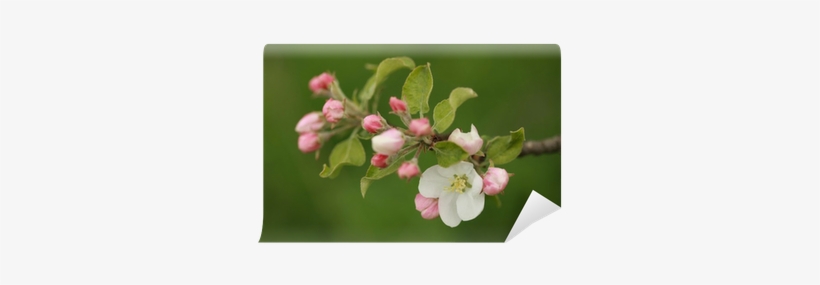 Apple Blossom Wall Mural • Pixers® • We Live To Change - Cherry Blossom, transparent png #4034298