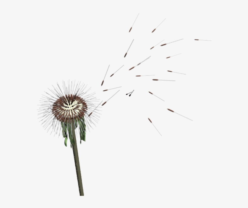 Dandelion, transparent png #4034301