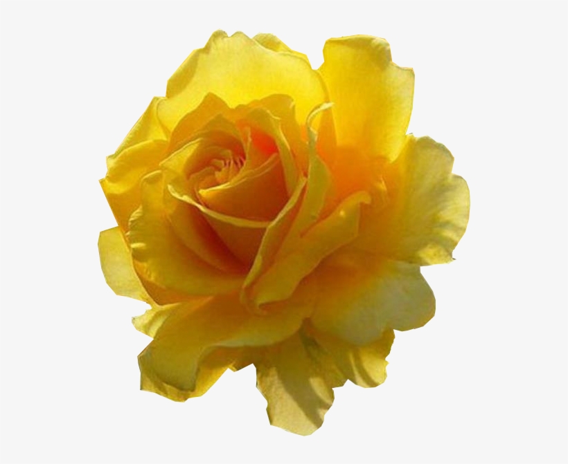 Imagens Pngs De Flores Diversas - Rose, transparent png #4034345