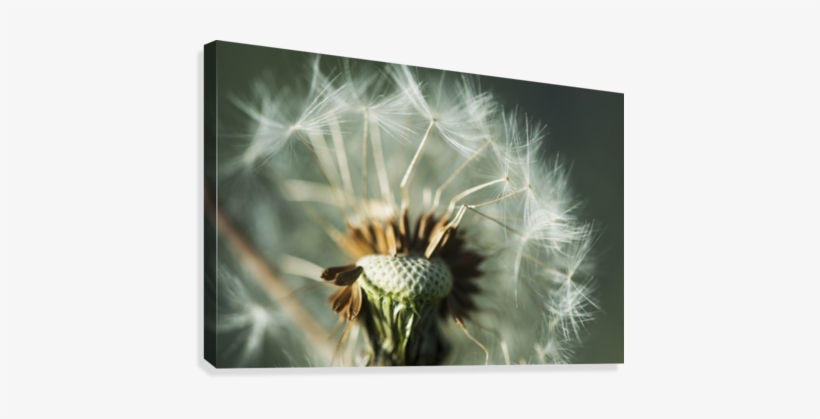 Dandelion Seed Head - Posterazzi Dandelion Seed Head Astoria Oregon United, transparent png #4034348