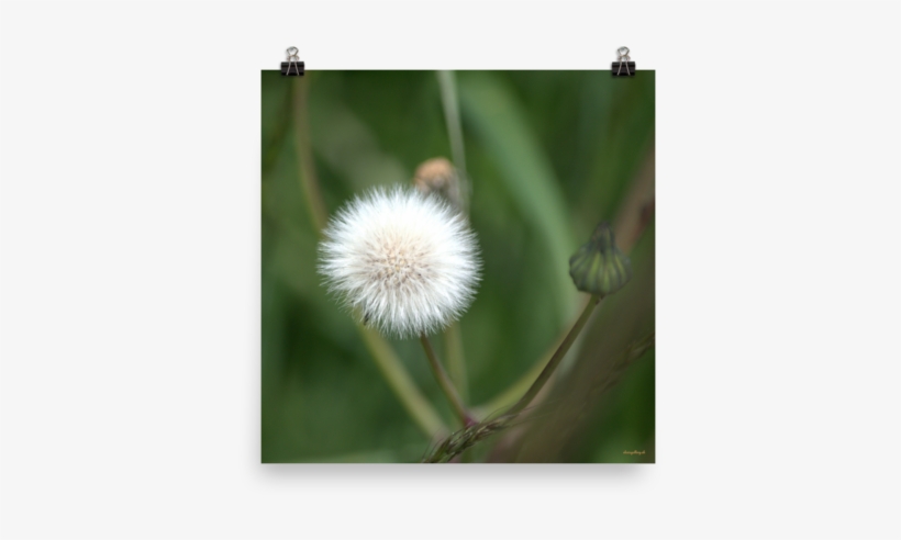 Enhanced Matte Print Dandelion Seeds Sale 10% Off Alexis - Crassocephalum, transparent png #4034456