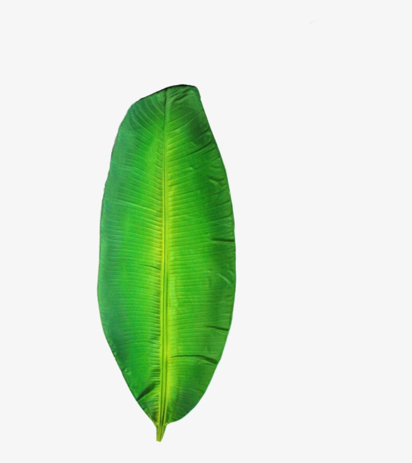 Folha De Bananeira Png - Ensete, transparent png #4034543