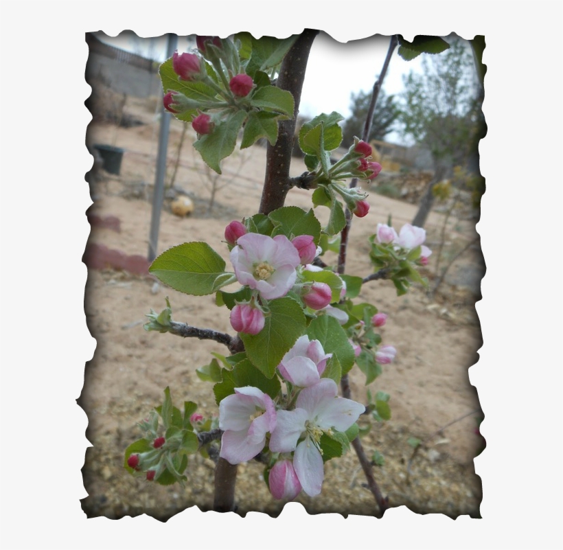Apple Blossom Cinnamon - Ayungon Nhs, transparent png #4034570