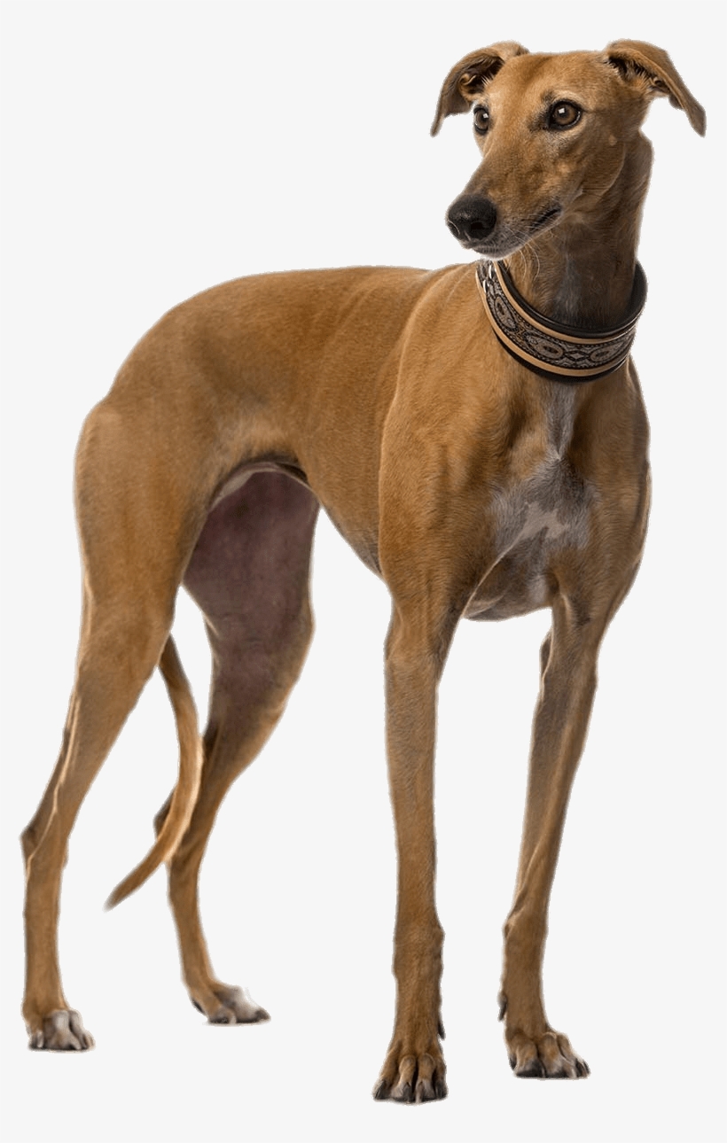 Brown Greyhound - Galgo Png, transparent png #4034571