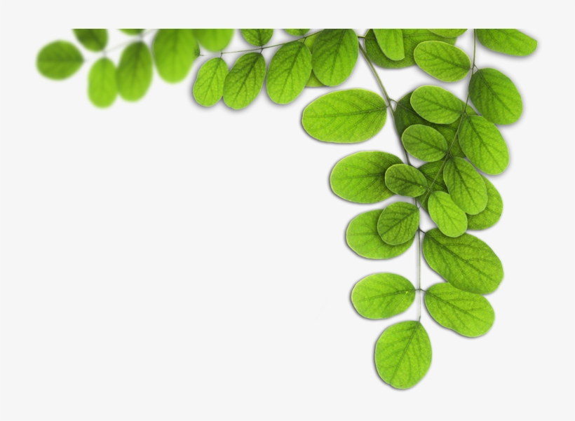 Dimensões 800 × - Folhas Png, transparent png #4034593