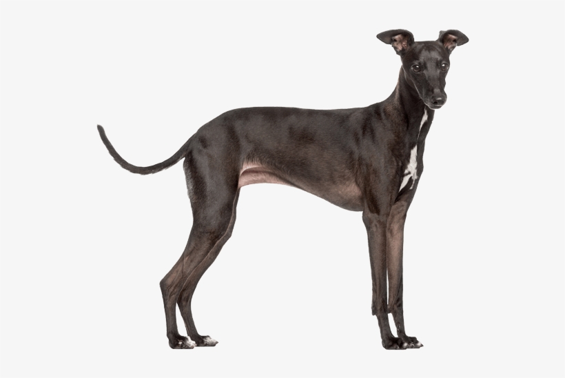 Italian-greyhound - Italian Greyhound Png, transparent png #4034596