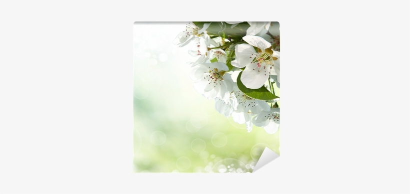 Flower, transparent png #4034620