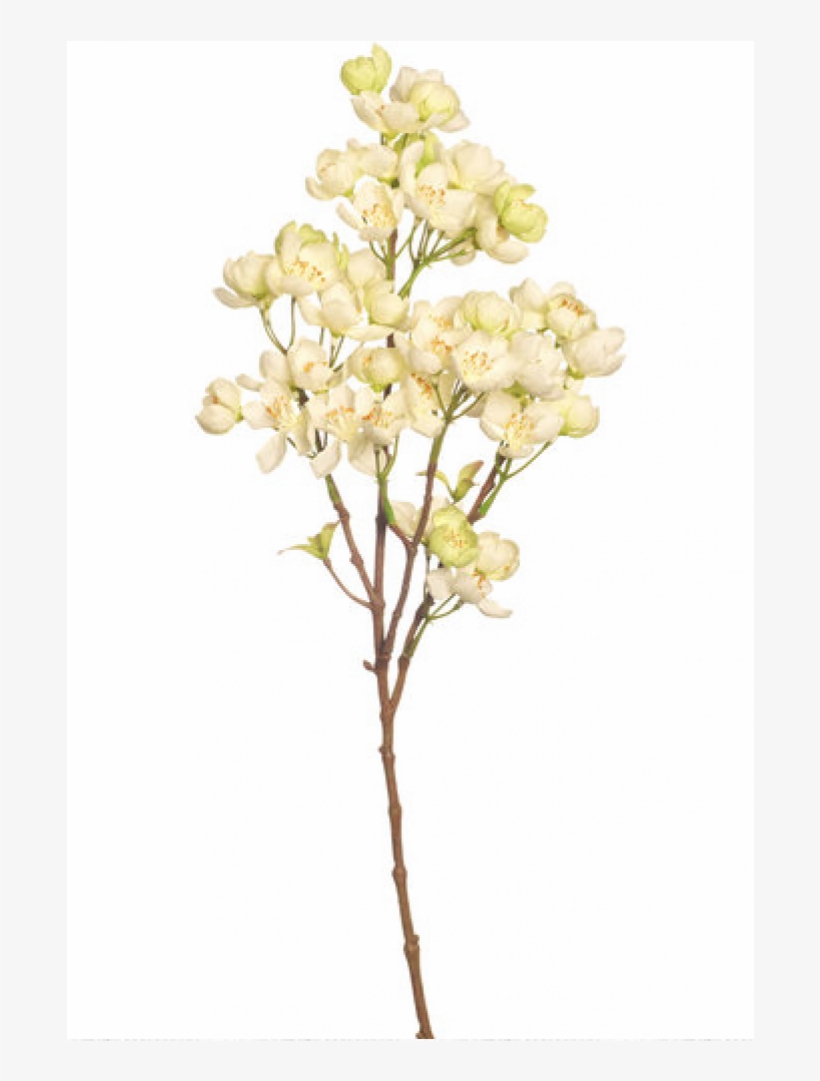 Cherry Blossom, transparent png #4034647