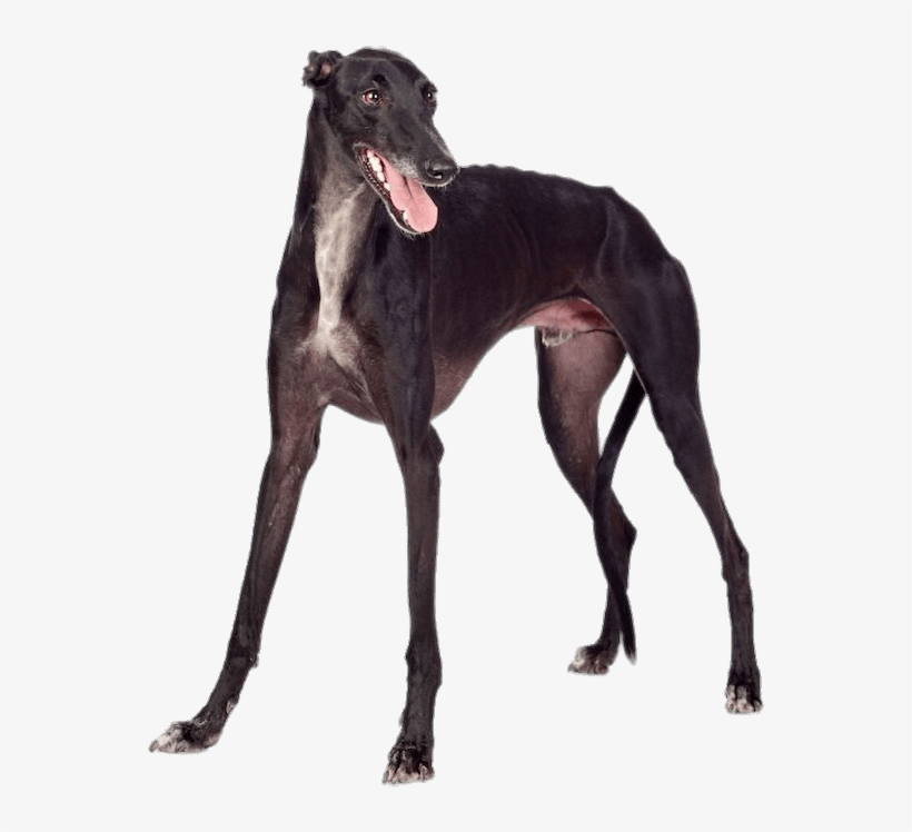 Black Greyhound - Greyhound Image On Metal Pin Badge, transparent png #4034649