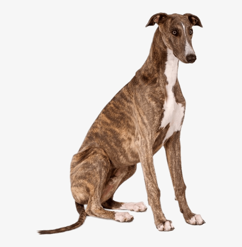 Animals - Greyhound Sitting, transparent png #4034738