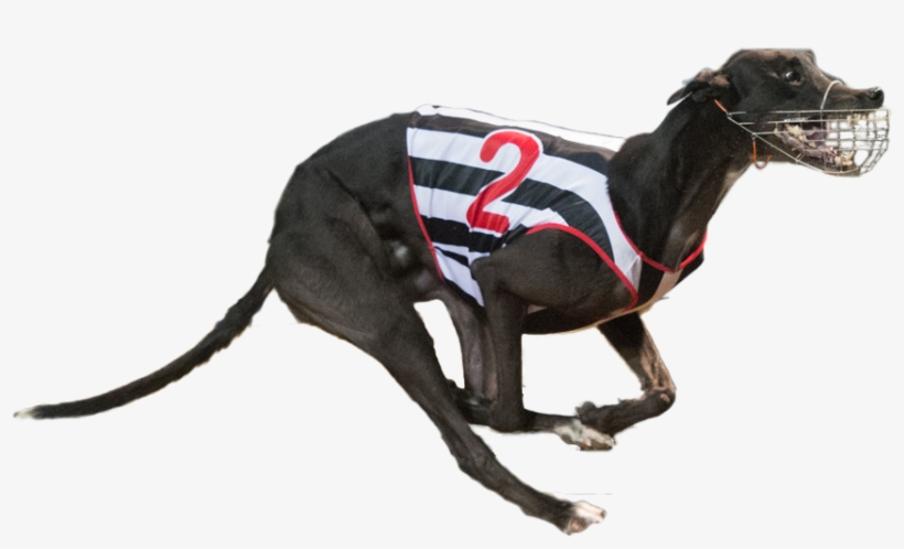 Ivavision Cut Copy - Greyhound, transparent png #4034741