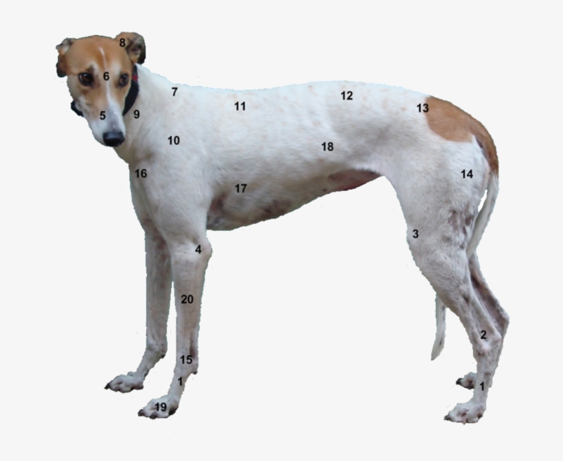 Points - Greyhound Leg Anatomy, transparent png #4034816