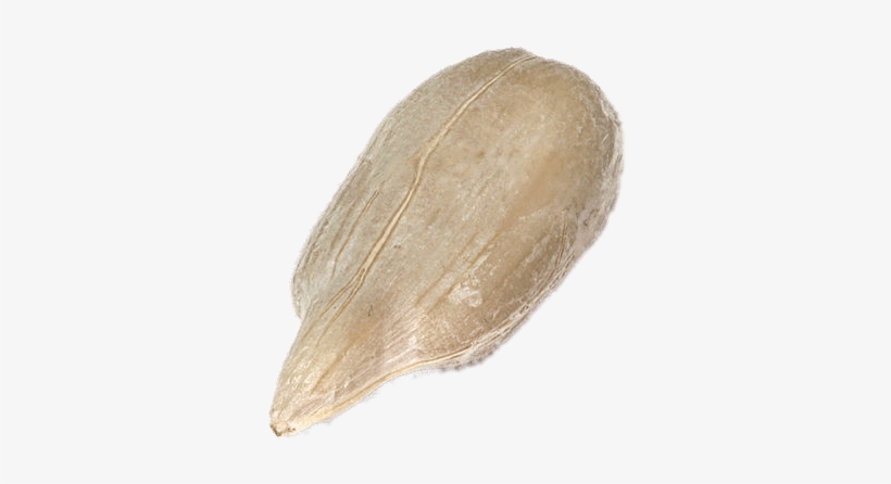 Sunflower Seed Png - Sunflower Seeds Transparent Background, transparent png #4034818