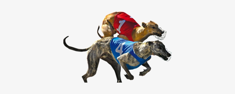 Slide2 - Greyhounds Racing Png, transparent png #4035011