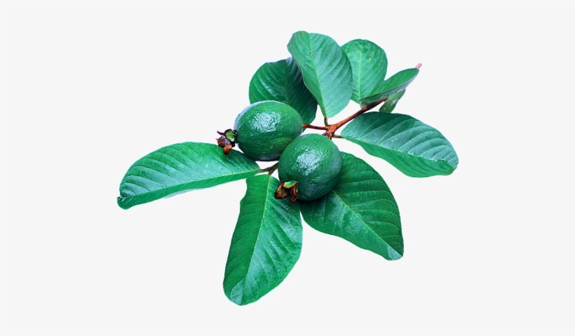 Benefícios Da Folha De Goiaba Para O Cabelo - Folha Da Goiaba Para O Cabelo, transparent png #4035259