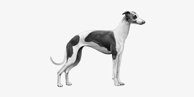 Italian Greyhound - B&w - Italian Greyhound, transparent png #4035405