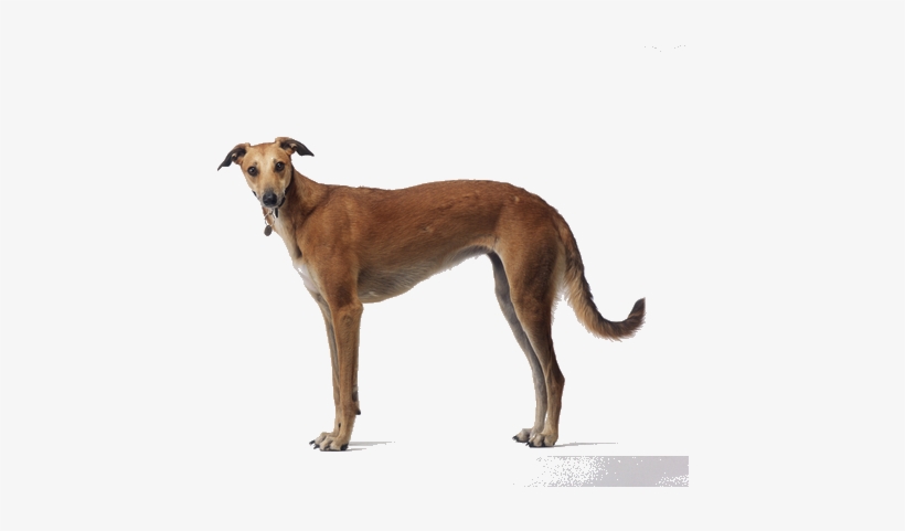 Although Many People Equate Greyhounds With The Racetrack, - Hortaya Borzaya, transparent png #4035979