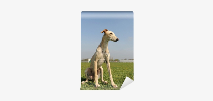 Sighthound, transparent png #4036027
