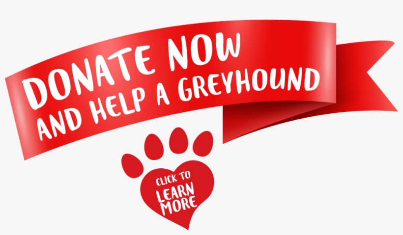 Greyhounds As Pets, transparent png #4036128