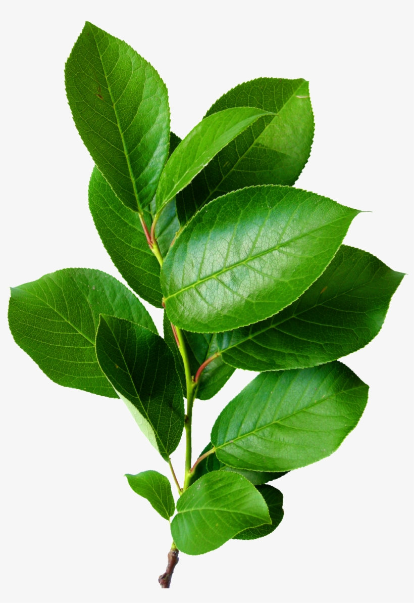 Png Transparente Para Plantas Verduras - Bunch Of Leaves, transparent png #4036587