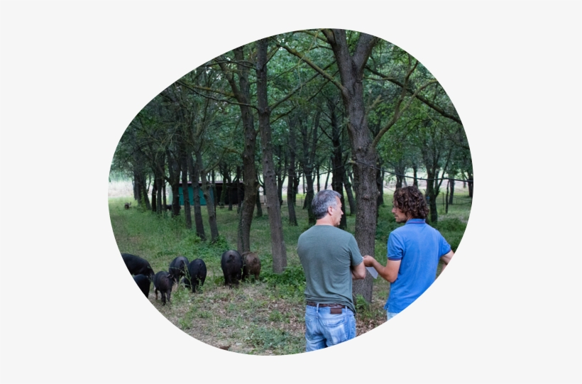 Into This Adventure With His Know-how, Convinced That - Grove, transparent png #4037035