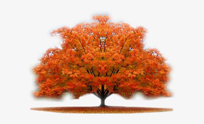 Autumn Trees - Nature Beauty Hd, transparent png #4037627