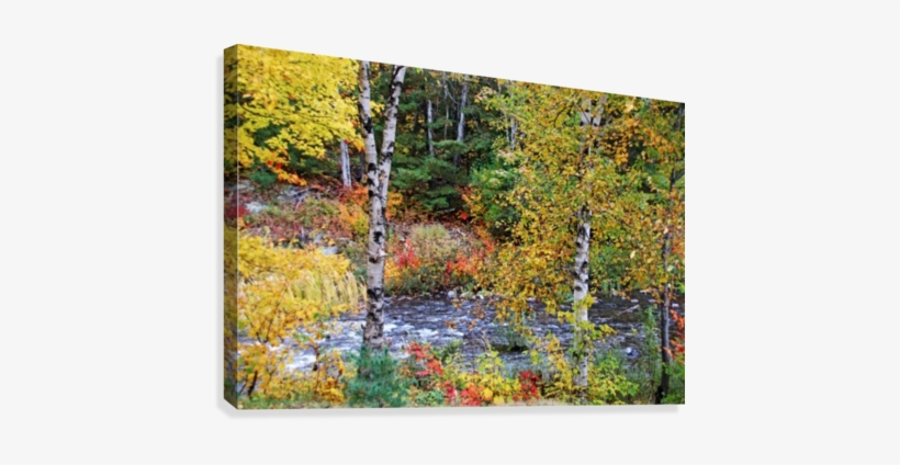 Autumn Birch Trees Canvas Print - Canvas Print, transparent png #4037712