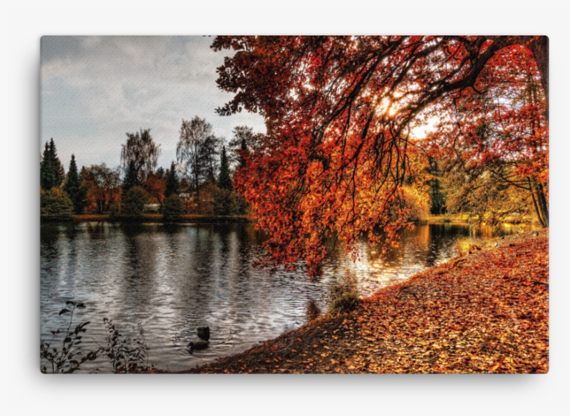 Autumn Trees Branches Hanging Over River - Nature Wallpaper 1920x1080 Autumn Fall, transparent png #4037737