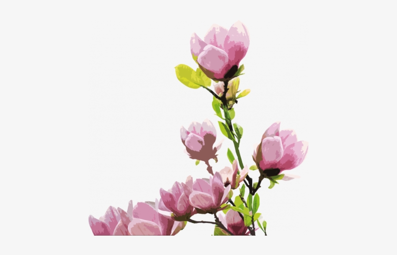Magnolia 2-embellishment Graphic By Arite Nowak - Magnolia, transparent png #4037821