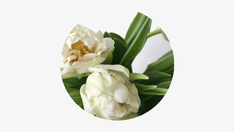 Flower-index Tulip - Flower, transparent png #4037955