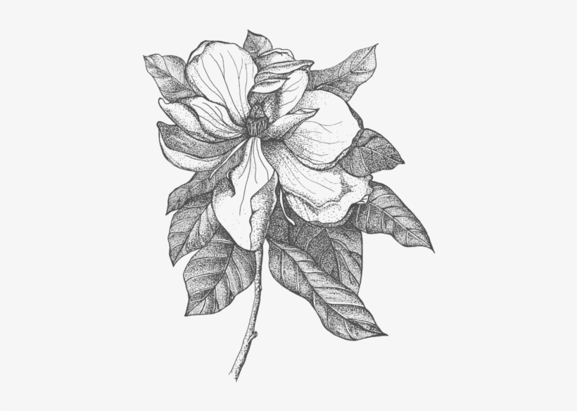 Click And Drag To Re-position The Image, If Desired - Magnolia, transparent png #4038371