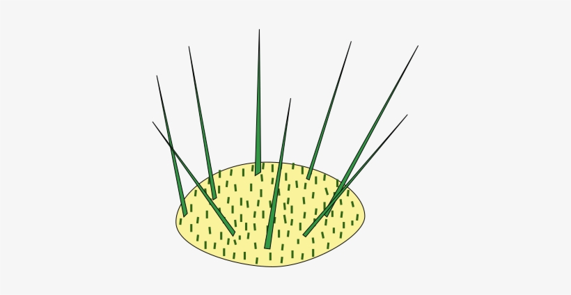Shoot , Spines (green) And Glochids (also - Areole, transparent png #4039357