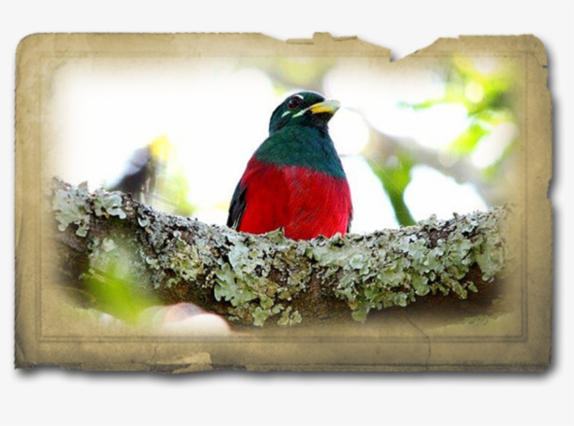Bird, transparent png #4039636