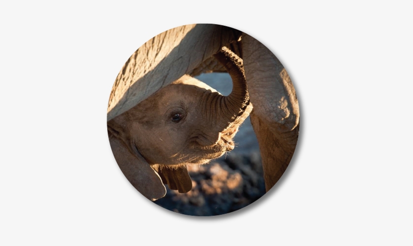 African Elephant, transparent png #4039723