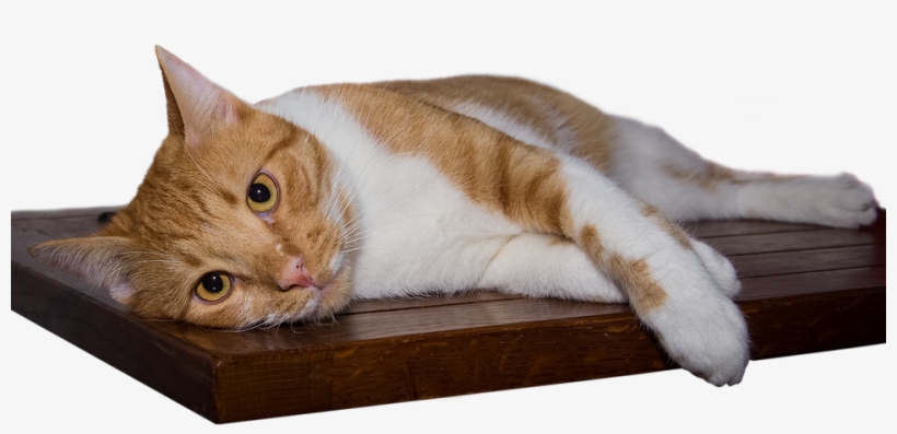 Cat, transparent png #4039742